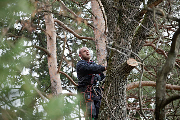 Boerne, TX Tree Removal Services Company