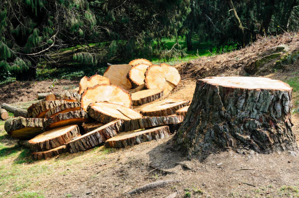 How Our Tree Care Process Works  in  Boerne, TX